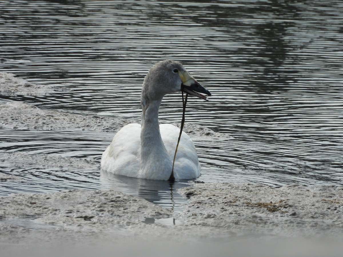 Tundra Swan - 尤 俊華