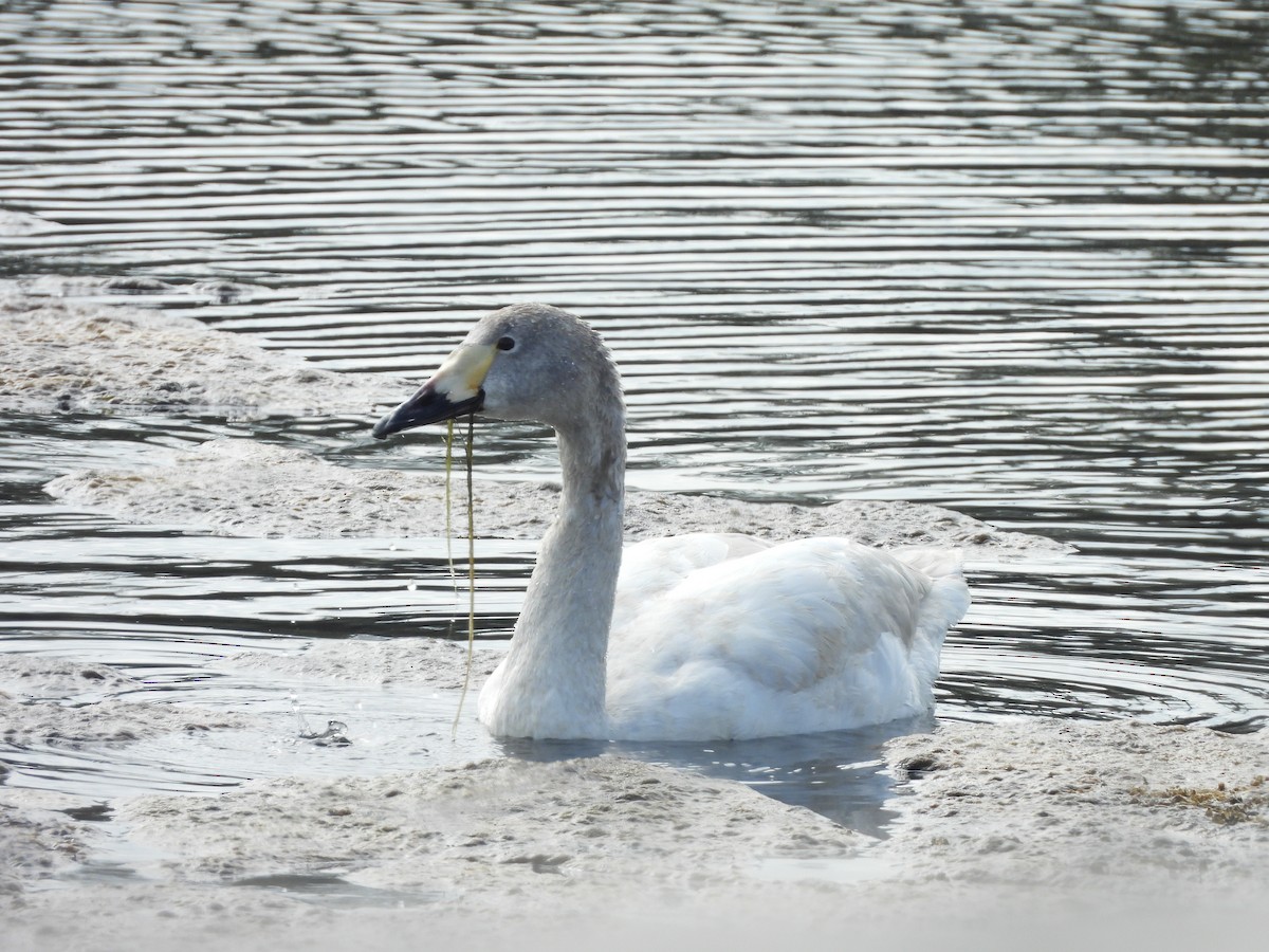 Tundra Swan - 尤 俊華