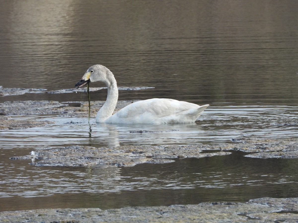 Tundra Swan - ML615865288