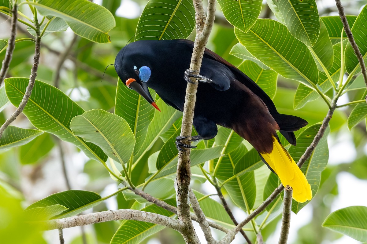 Black Oropendola - Mike “Champ” Krzychylkiewicz