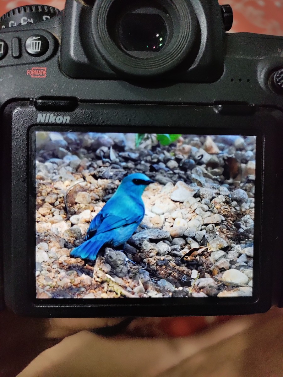 Verditer Flycatcher - ML615865301