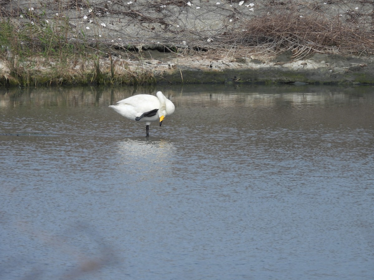 Whooper Swan - ML615865325