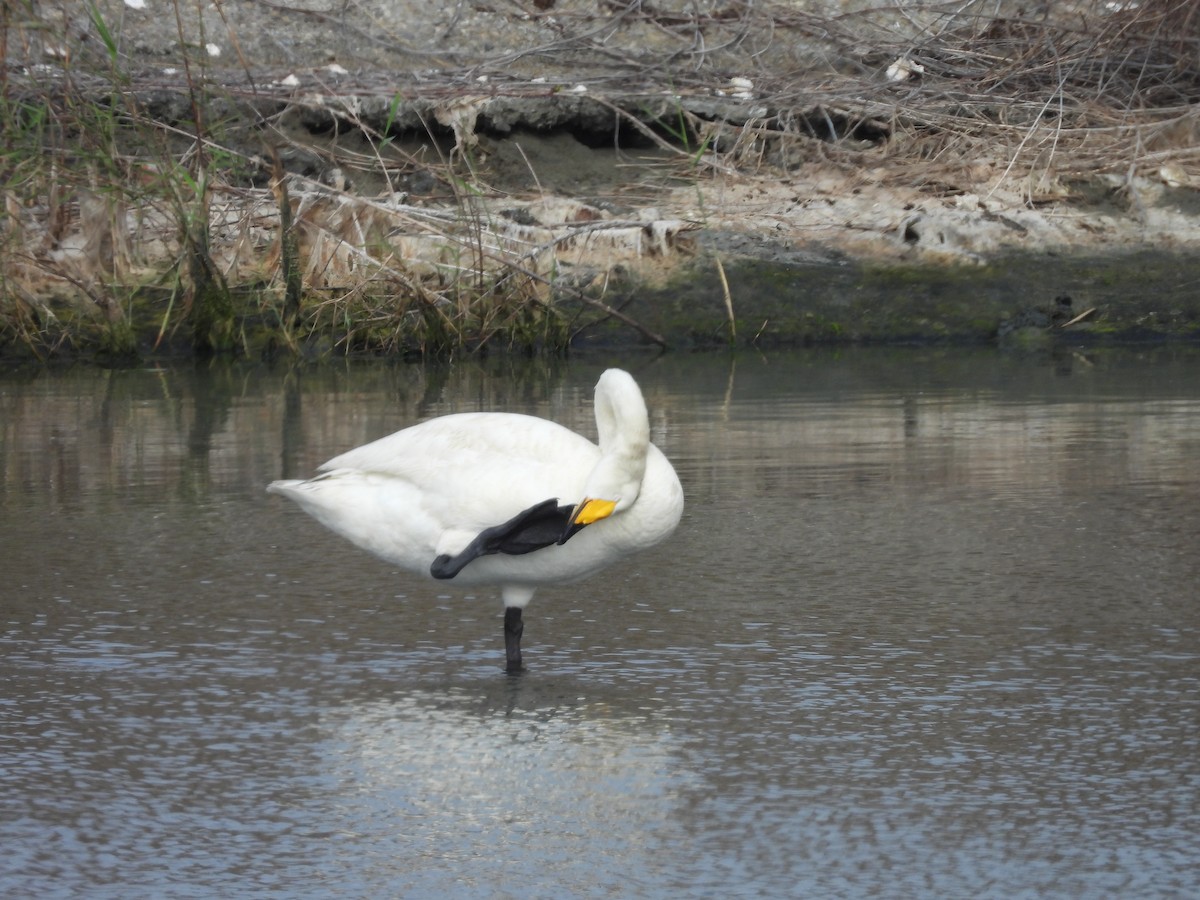 Whooper Swan - 尤 俊華