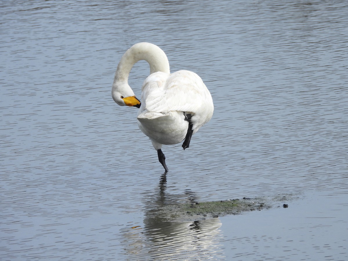 Whooper Swan - ML615865328