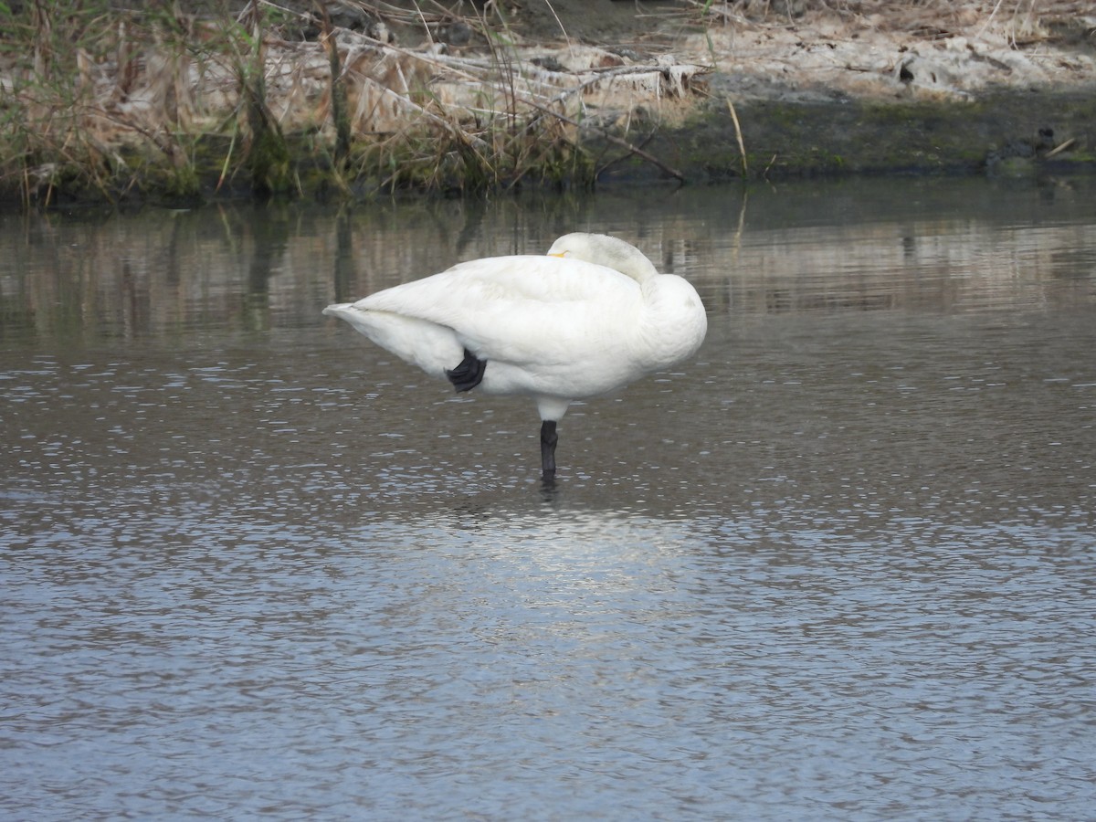 Whooper Swan - 尤 俊華