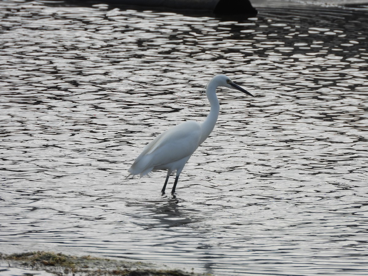 Little Egret - 尤 俊華