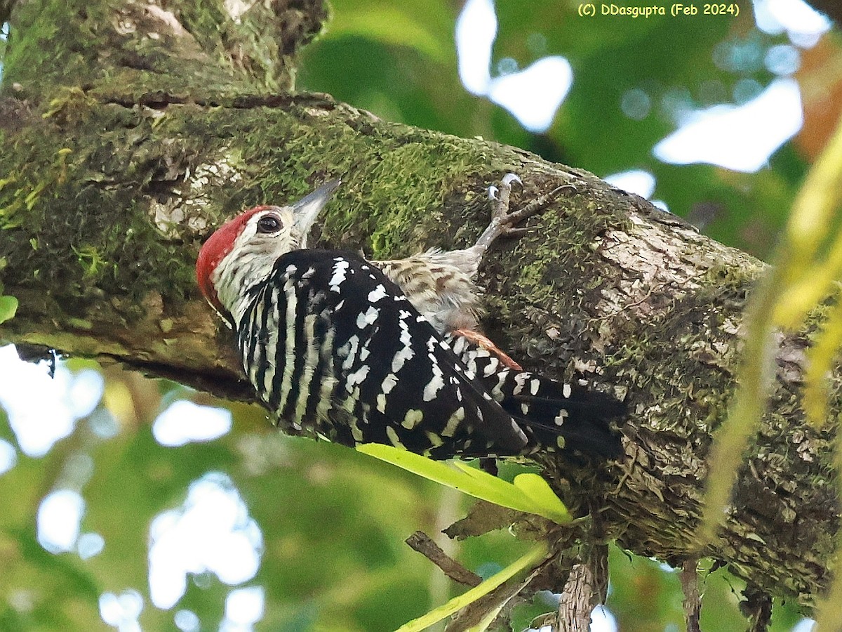 Freckle-breasted Woodpecker - ML615865357