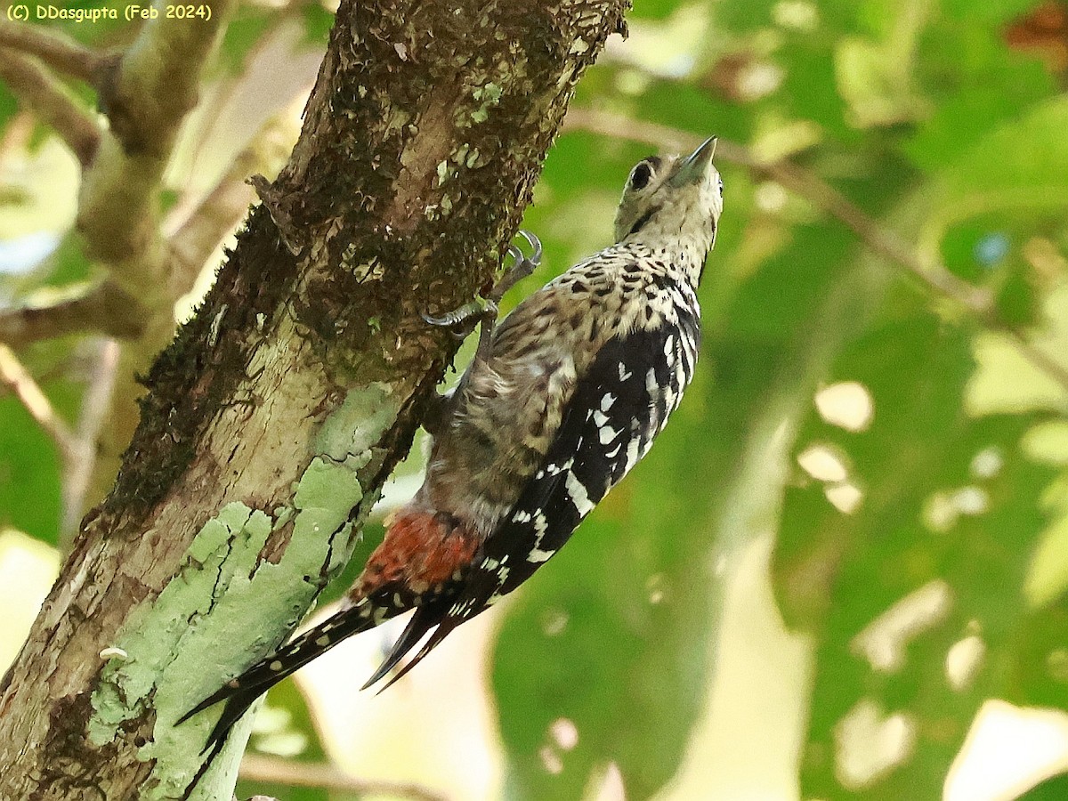 Freckle-breasted Woodpecker - ML615865361