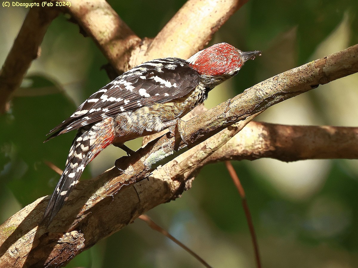 Freckle-breasted Woodpecker - ML615865362