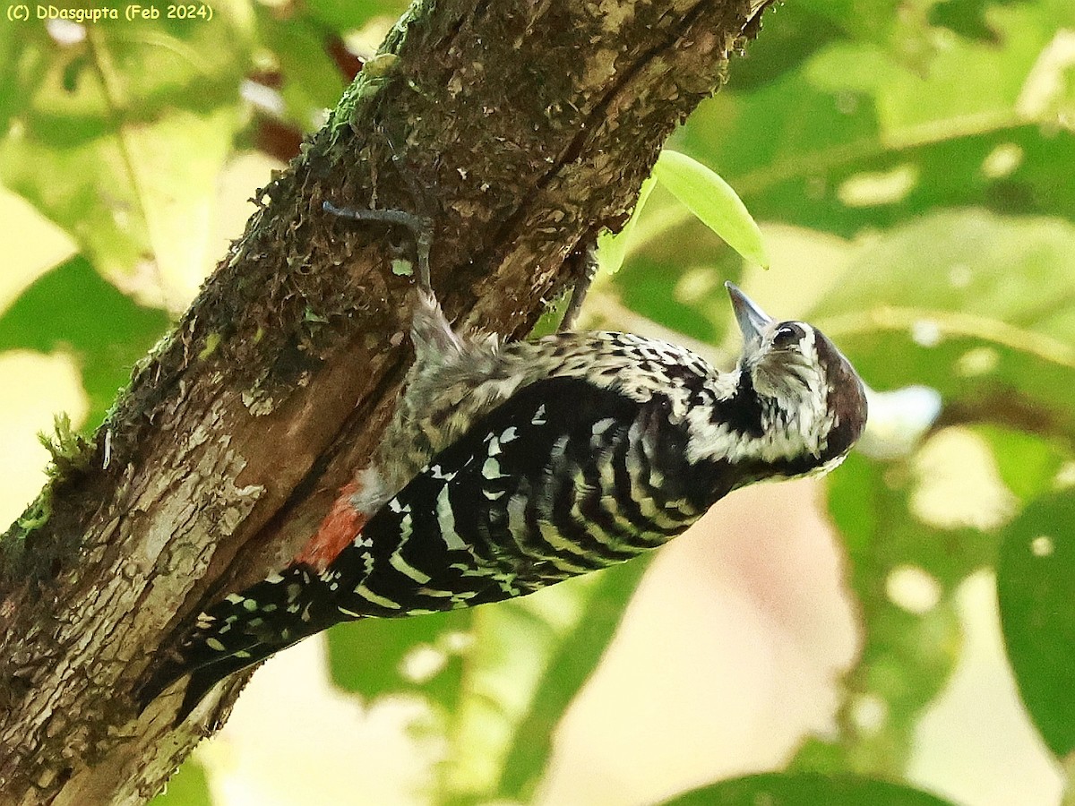 Freckle-breasted Woodpecker - ML615865364