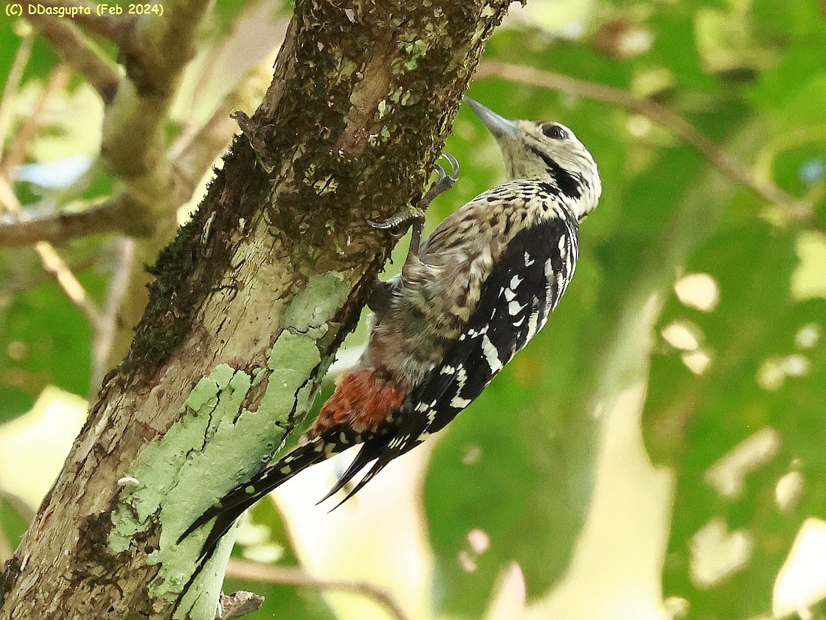 Freckle-breasted Woodpecker - ML615865365