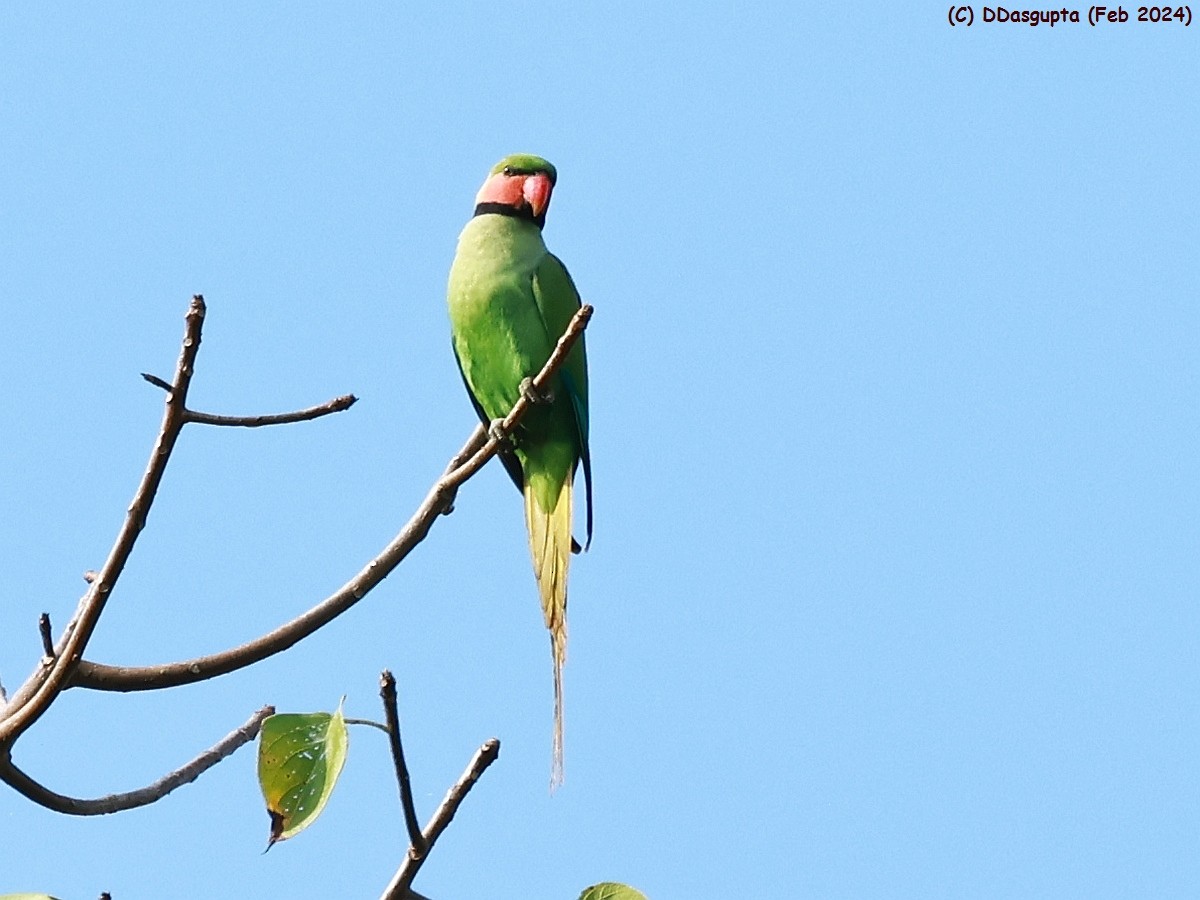 Long-tailed Parakeet - ML615865427