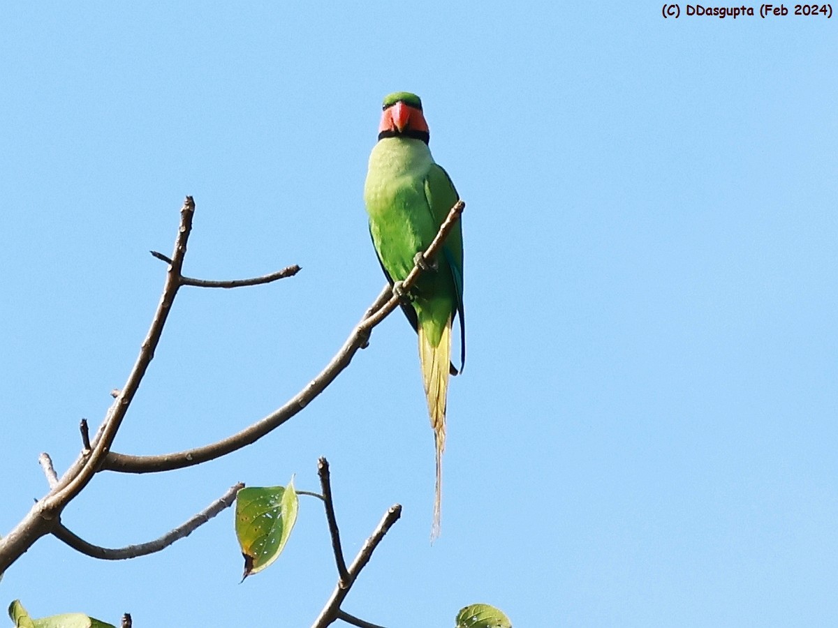 Long-tailed Parakeet - ML615865428