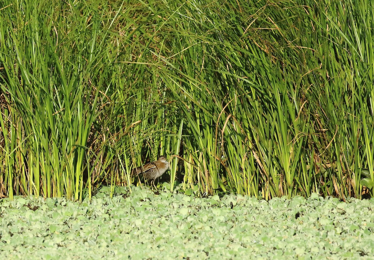 Baillon's Crake - ML615865430