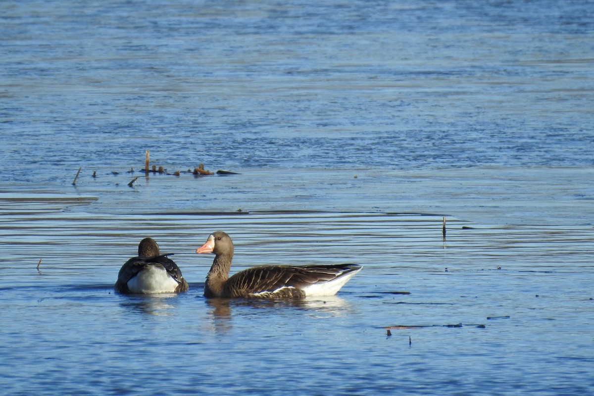 Greater White-fronted Goose - ML615865459