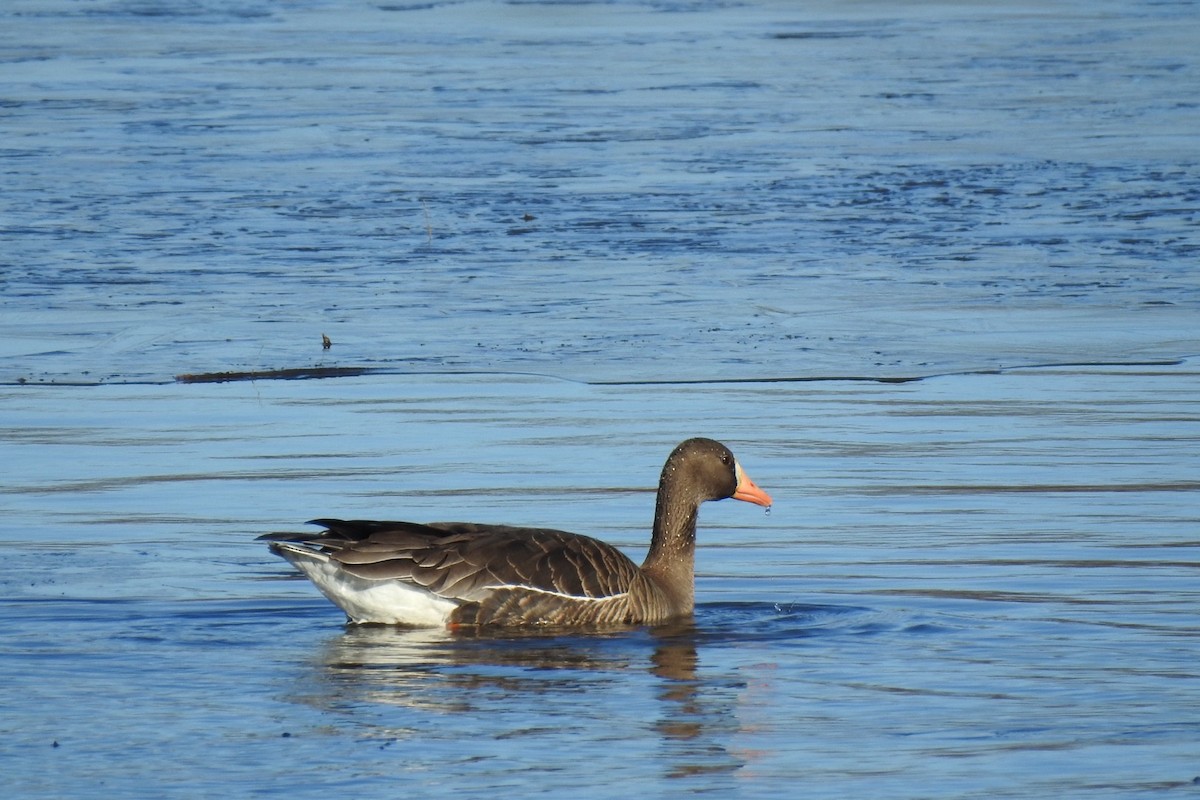 Greater White-fronted Goose - ML615865461