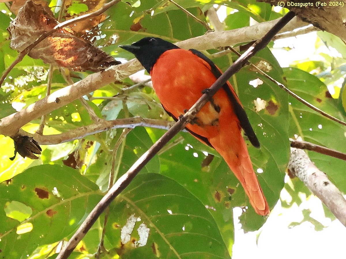 Scarlet Minivet - D Dasgupta