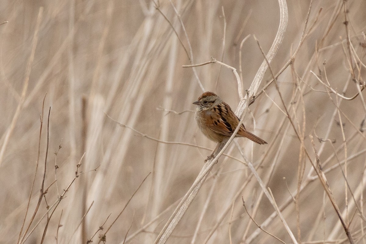 Swamp Sparrow - ML615865539