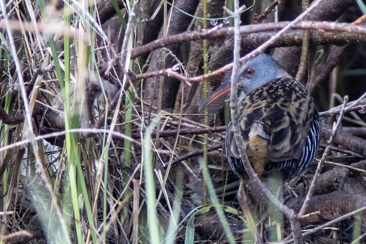 Water Rail - ML615865556