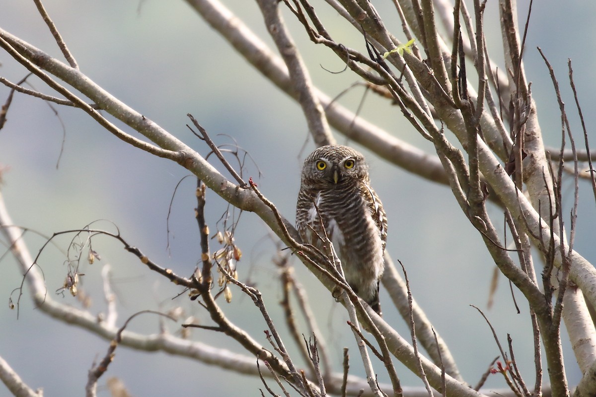 Asian Barred Owlet - ML615865577