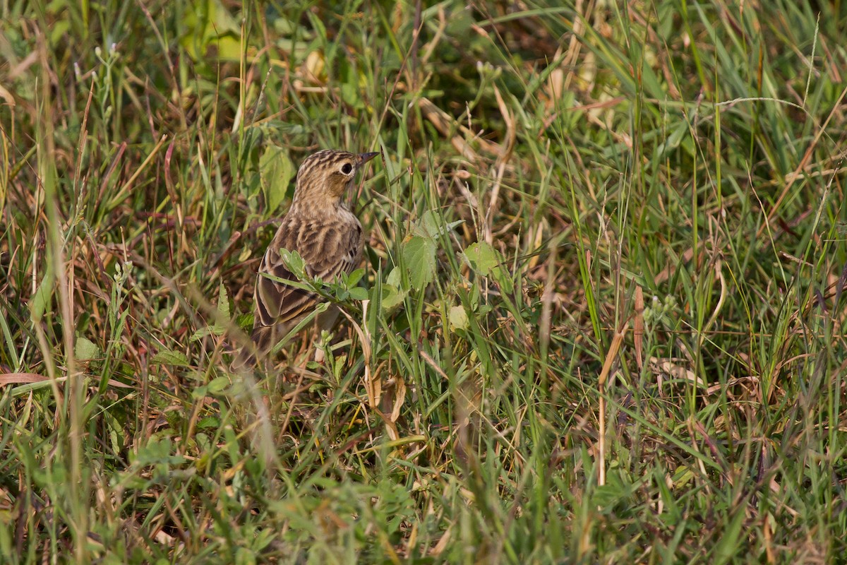 Blyth's Pipit - David Marques