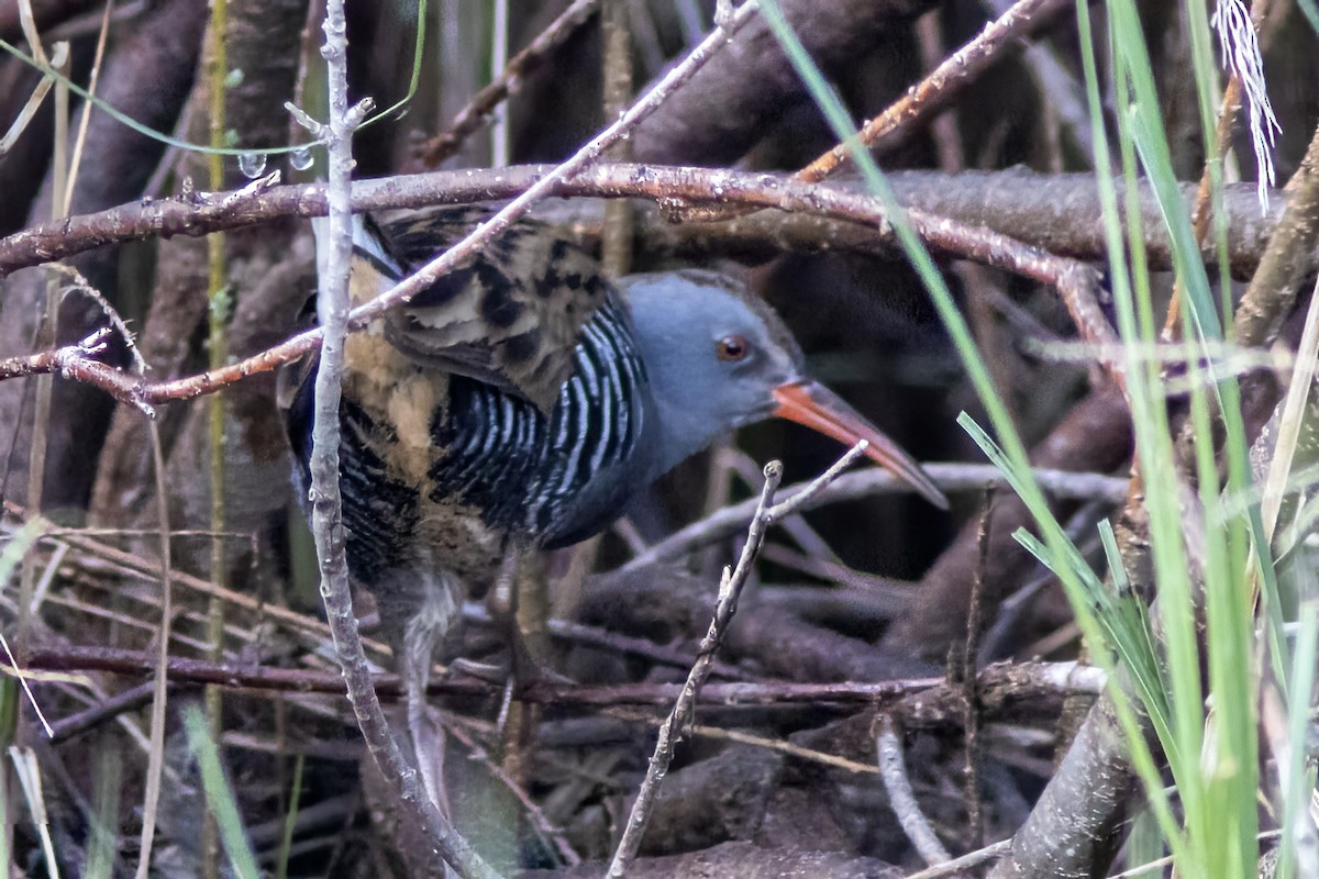 Water Rail - ML615865646