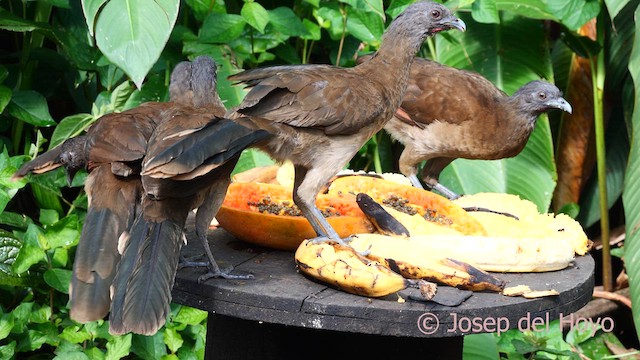 Ortalide à tête grise - ML615865663