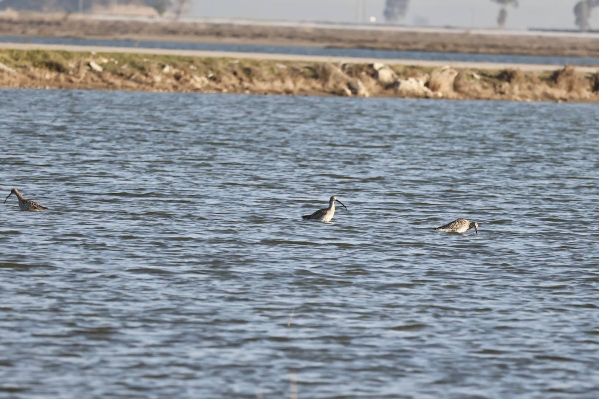 Eurasian Curlew - ML615865689