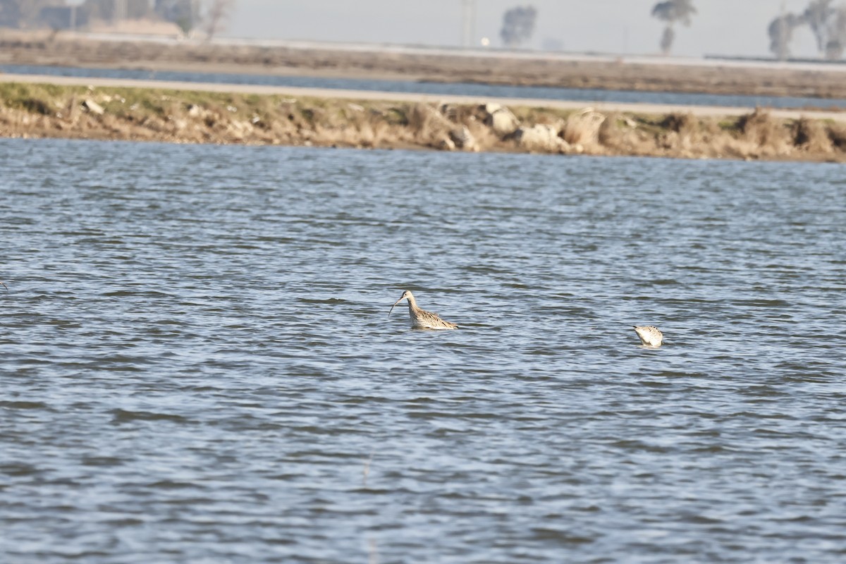 Eurasian Curlew - ML615865690