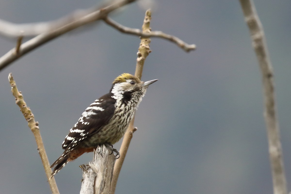 Brown-fronted Woodpecker - Mangesh Prabhulkar