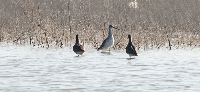 Spotted Redshank - ML615865722