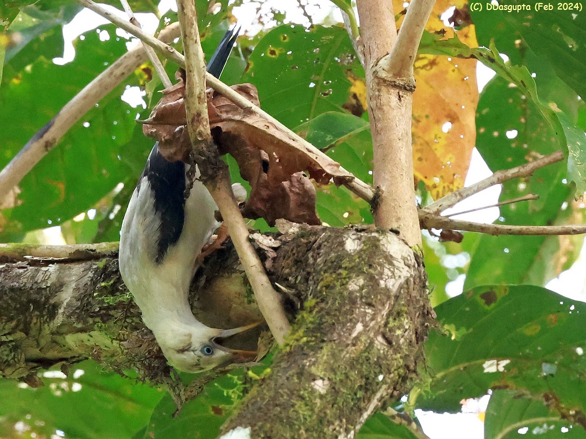 White-headed Starling - ML615865741