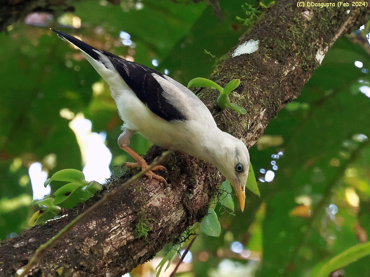 White-headed Starling - ML615865743