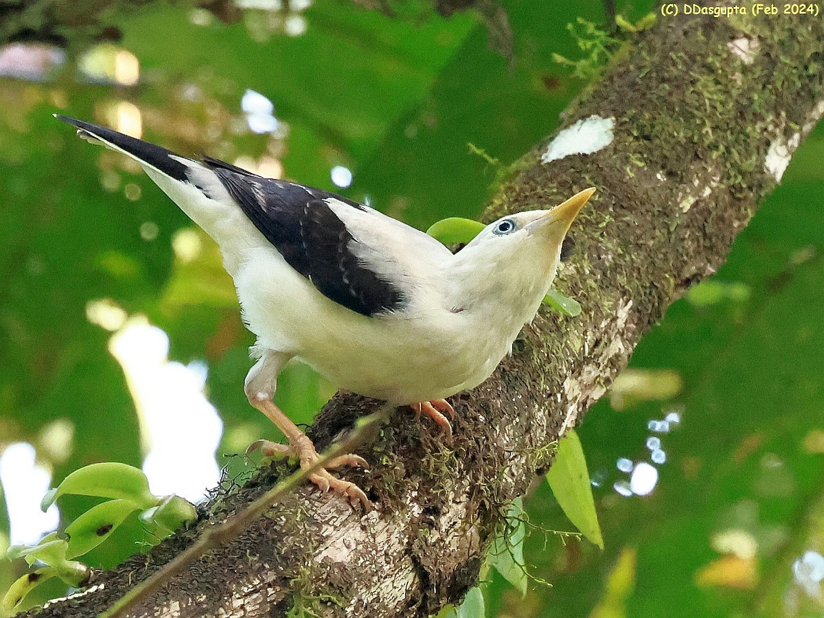 White-headed Starling - ML615865744