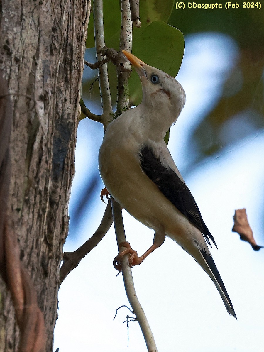 White-headed Starling - ML615865746