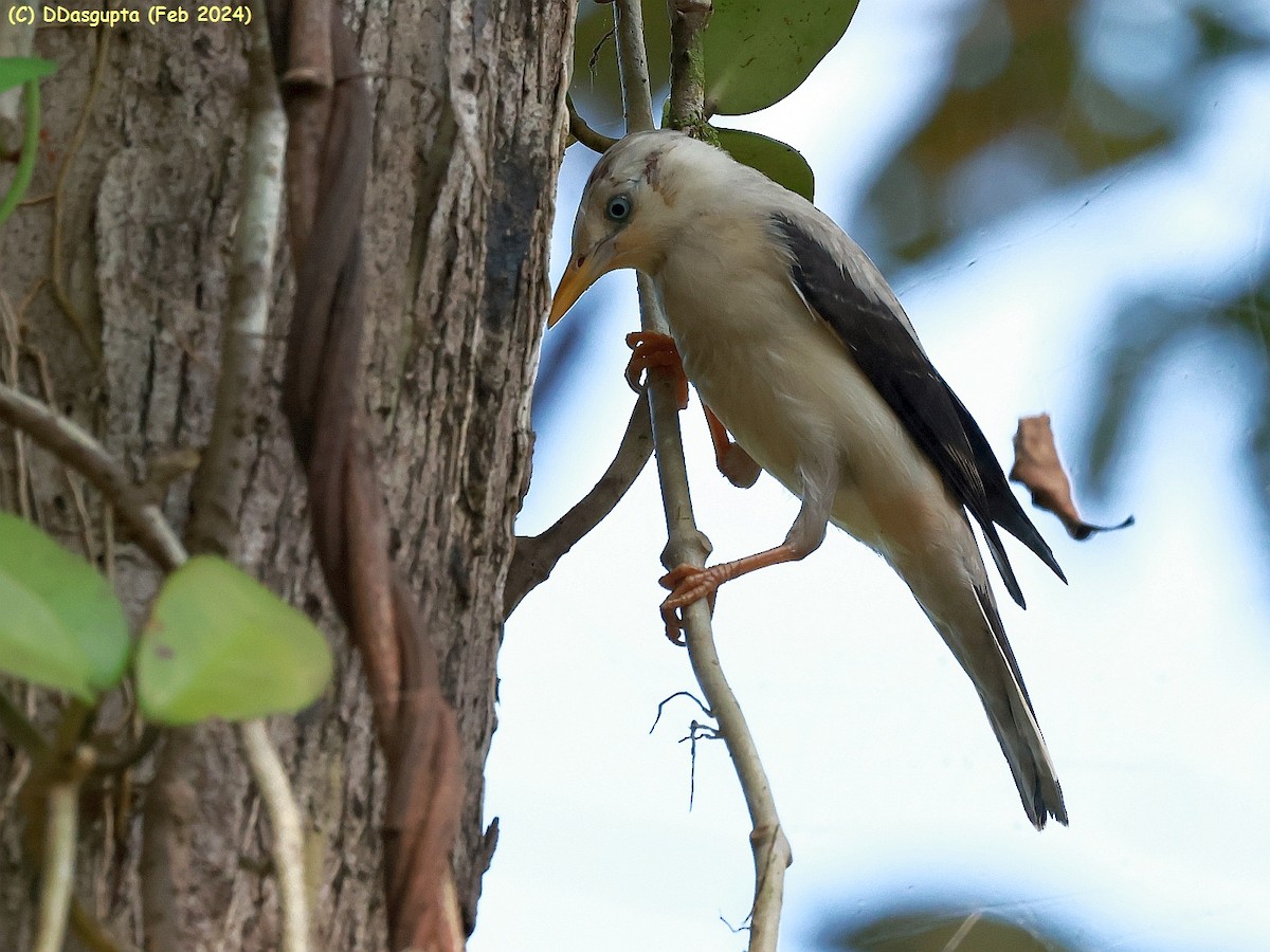 White-headed Starling - D Dasgupta