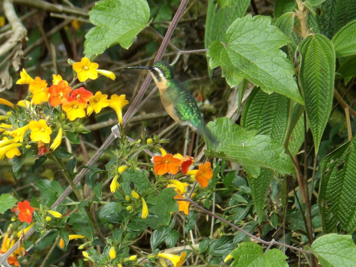 Colibri à gorge pourprée - ML615865755