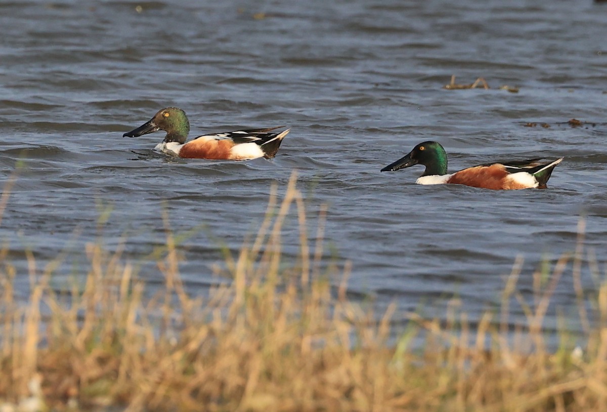 Northern Shoveler - ML615865771