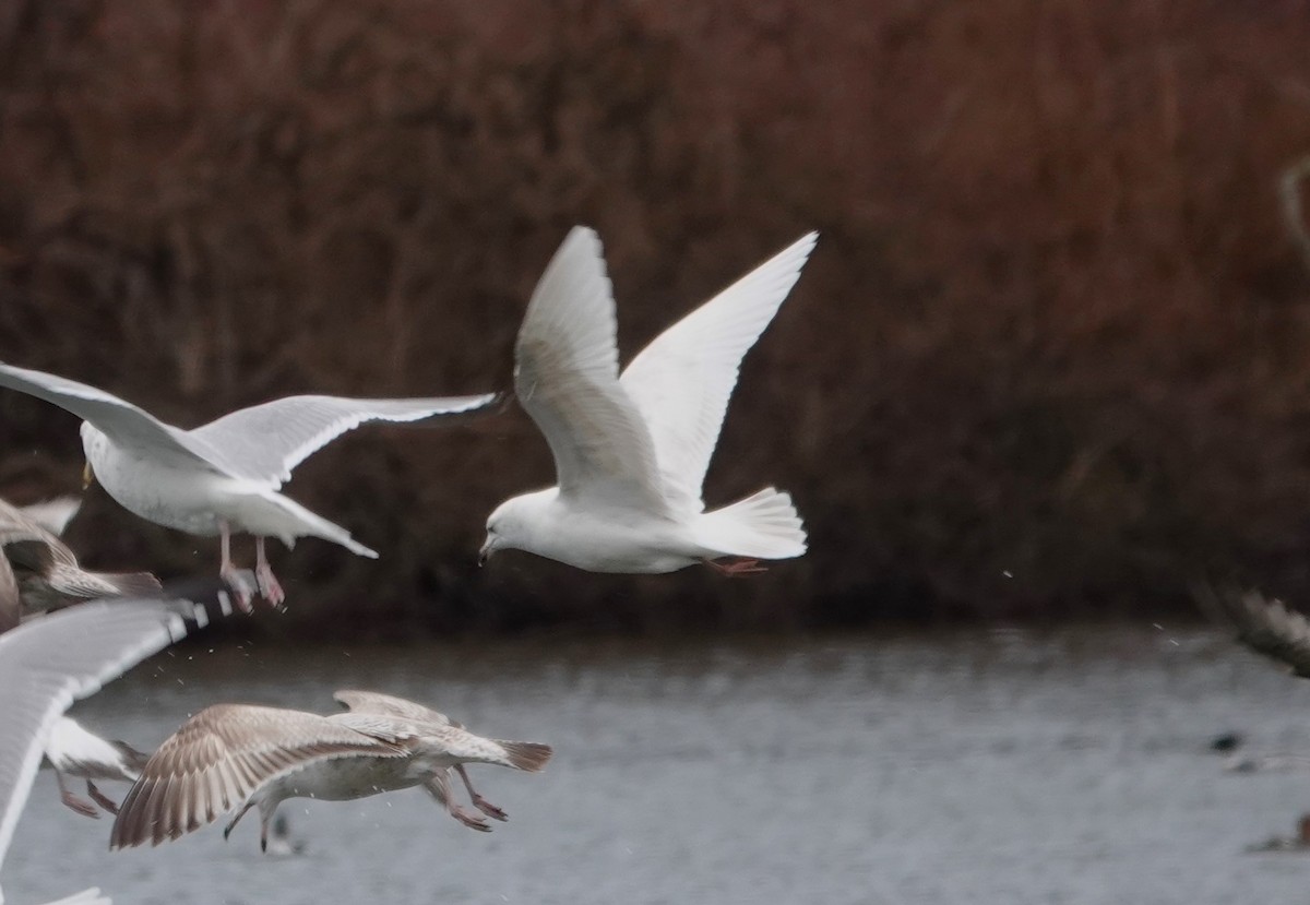 Iceland Gull - Jerry McWilliams