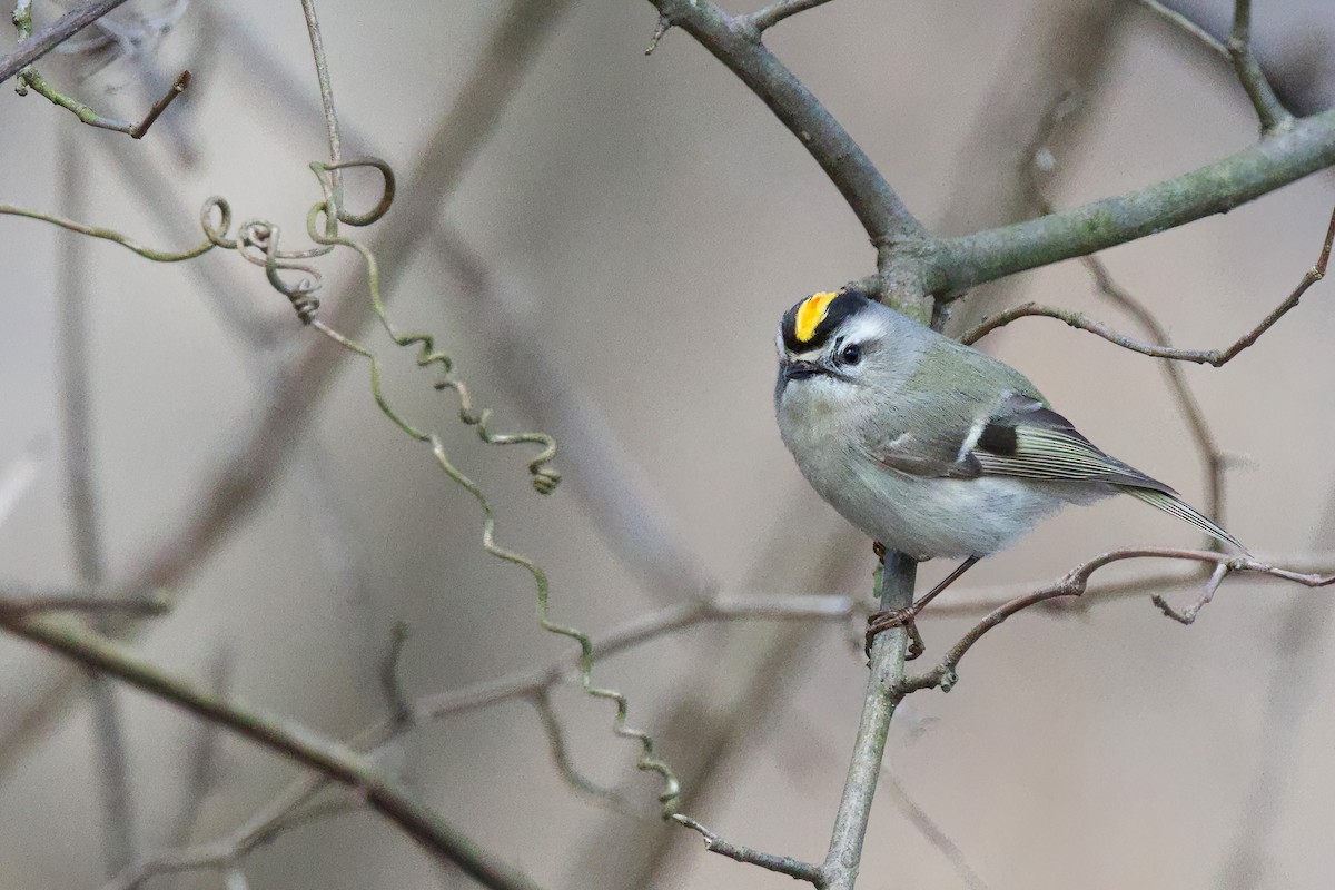 Golden-crowned Kinglet - Steve Bielamowicz
