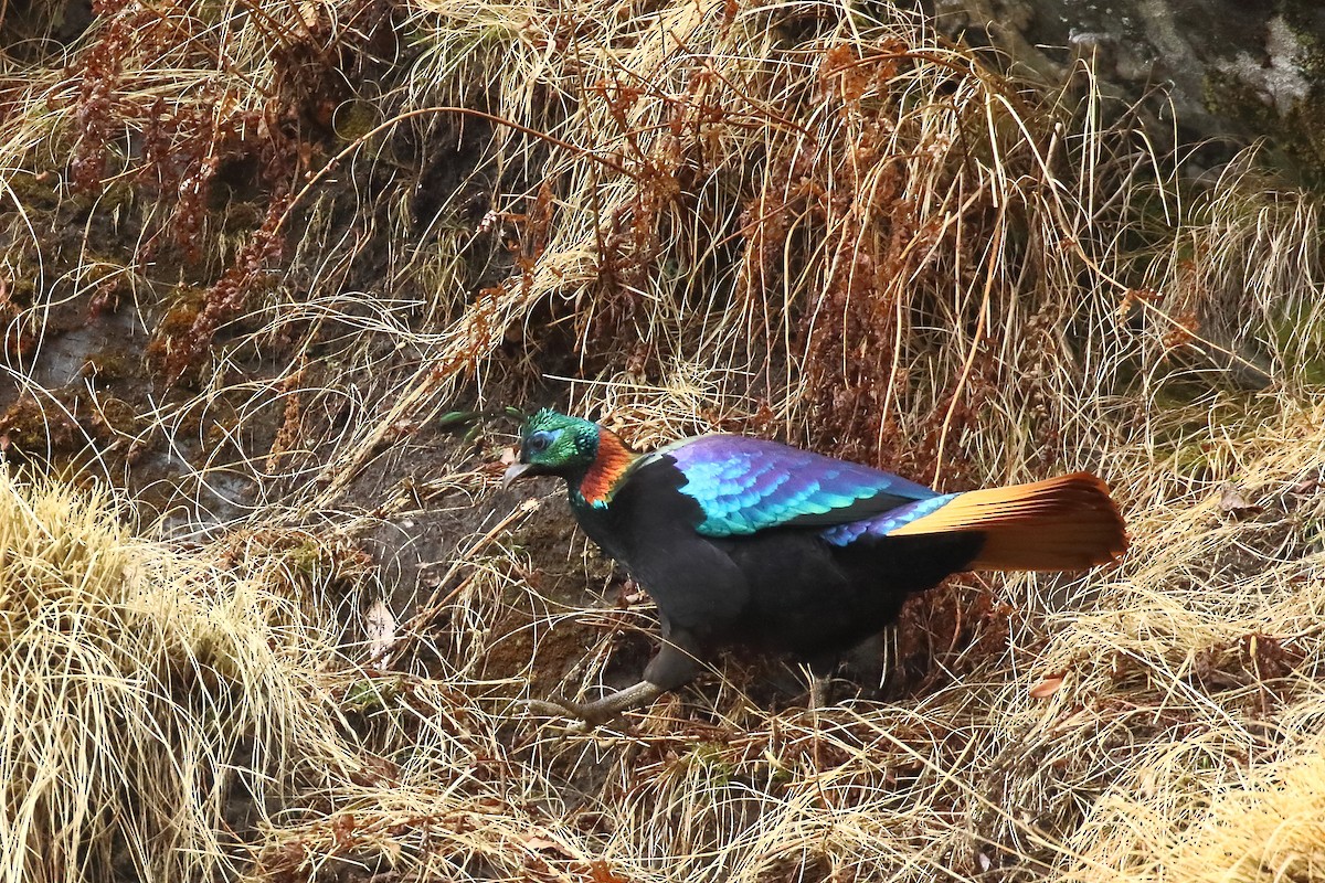 Himalayan Monal - Mangesh Prabhulkar