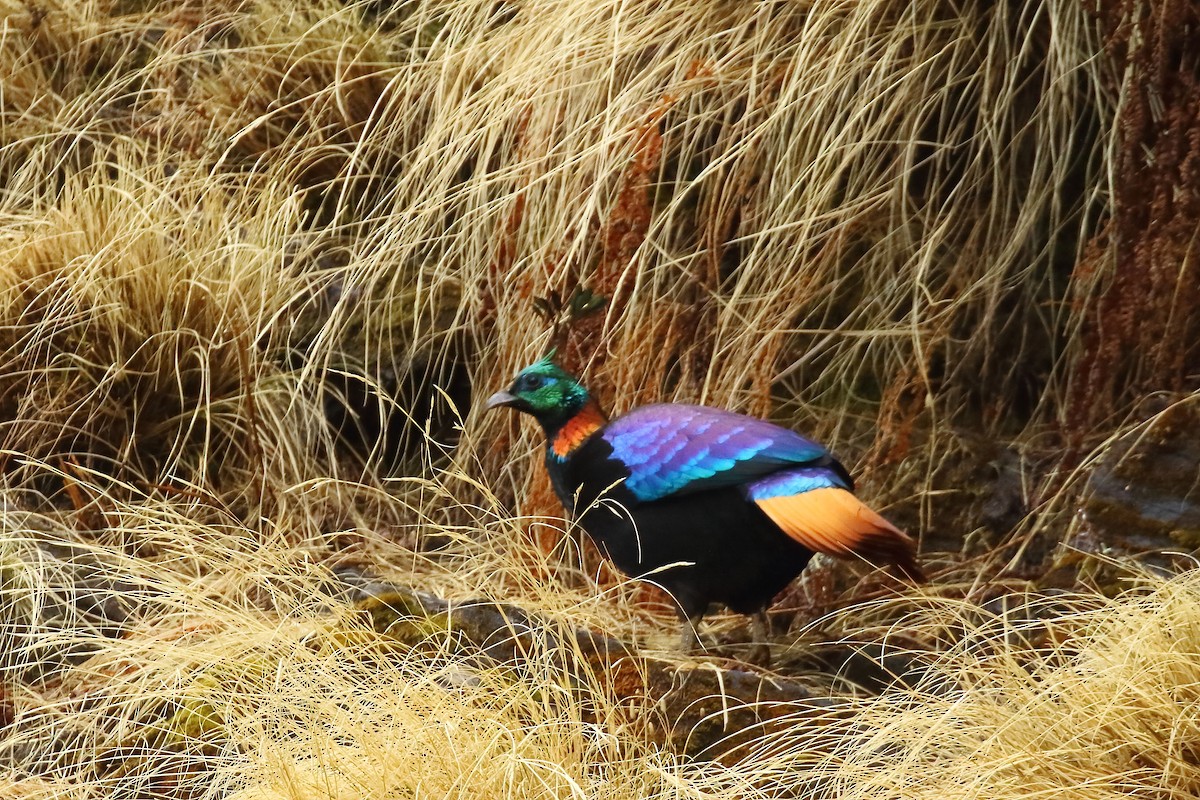 Himalayan Monal - Mangesh Prabhulkar