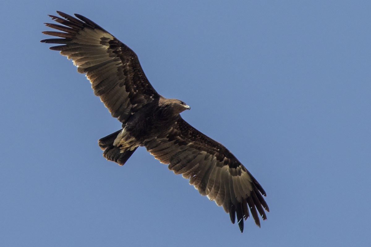 Águila Moteada - ML615865853