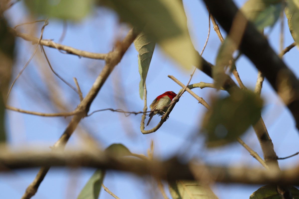 Crimson Sunbird - Jayaprakash Singha