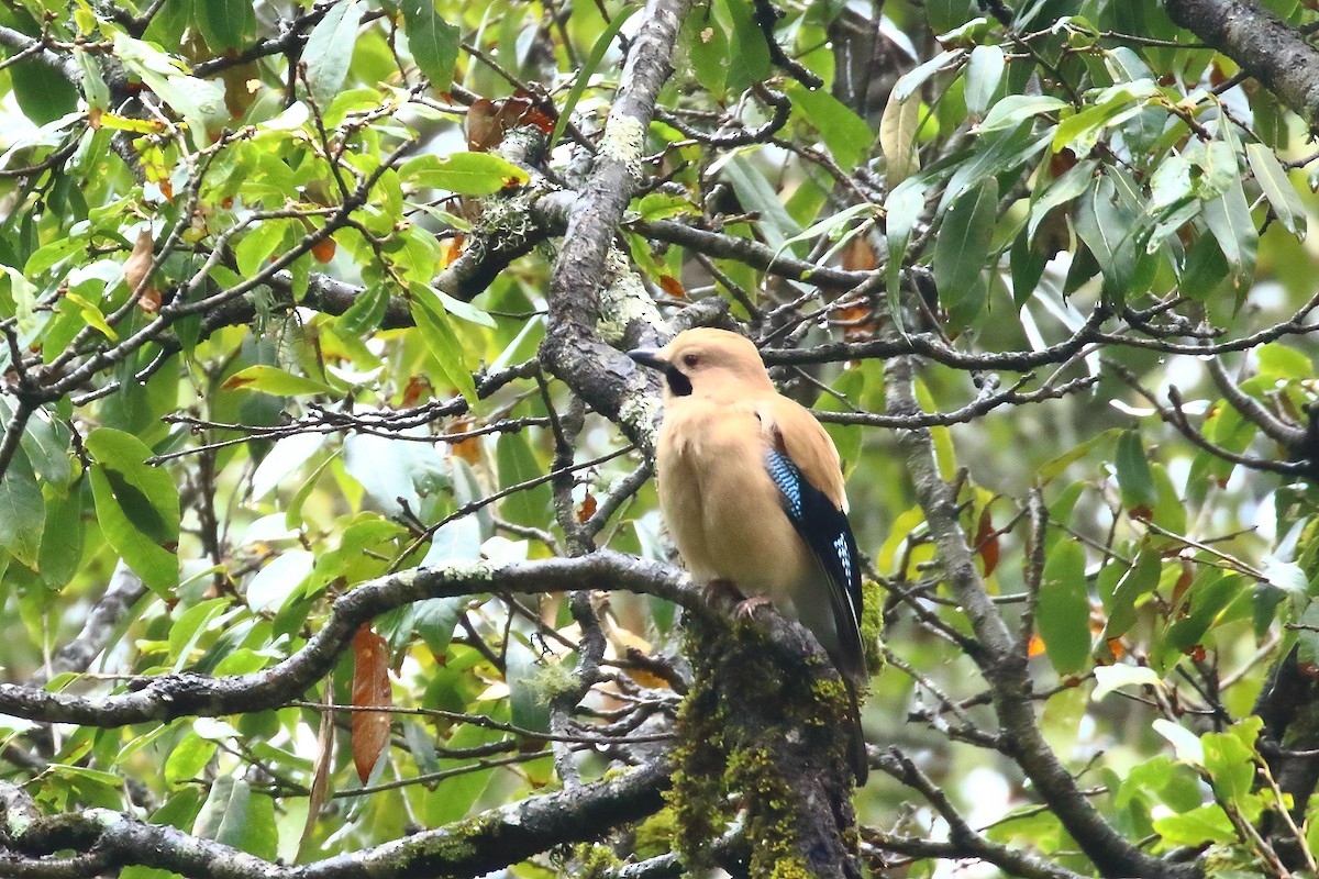 Eurasian Jay - ML615865872