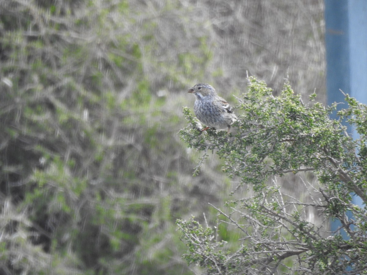 Mourning Sierra Finch - ML615865876