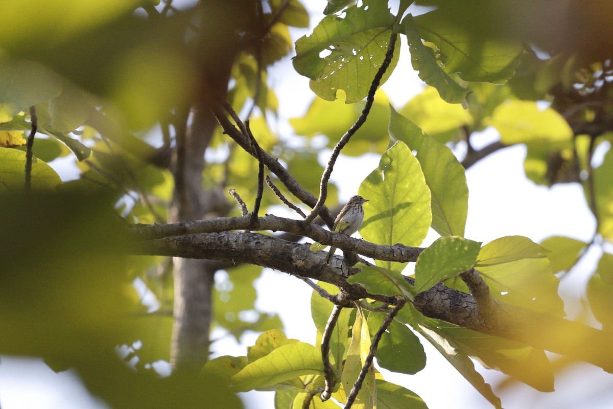 Olive-backed Pipit - ML615865901