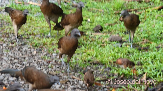 Ortalide à tête grise - ML615865907