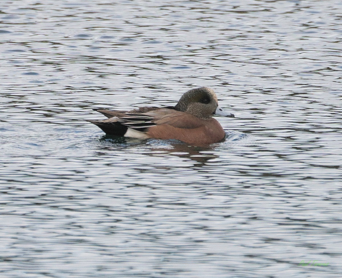 American Wigeon - ML615865916