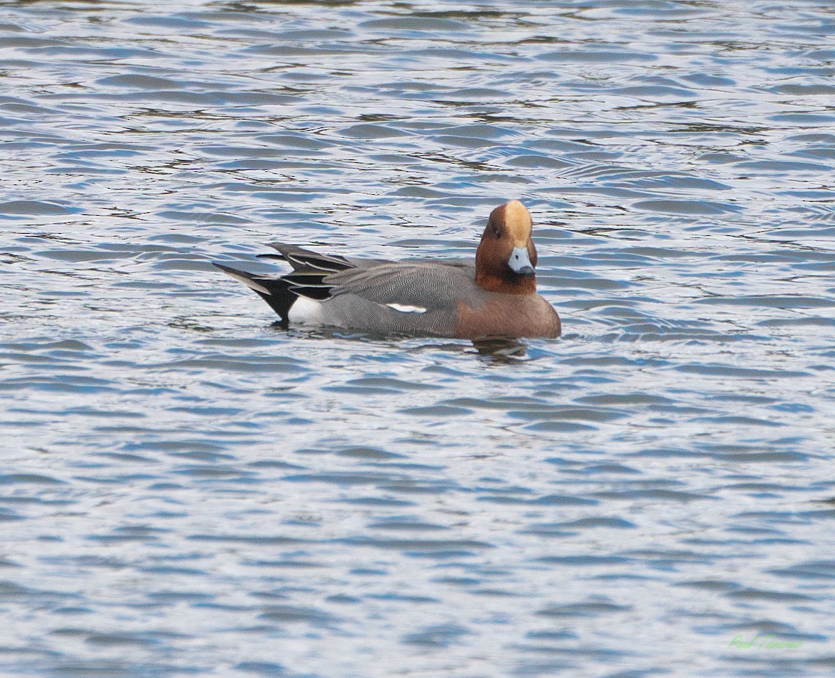 Eurasian Wigeon - ML615865931